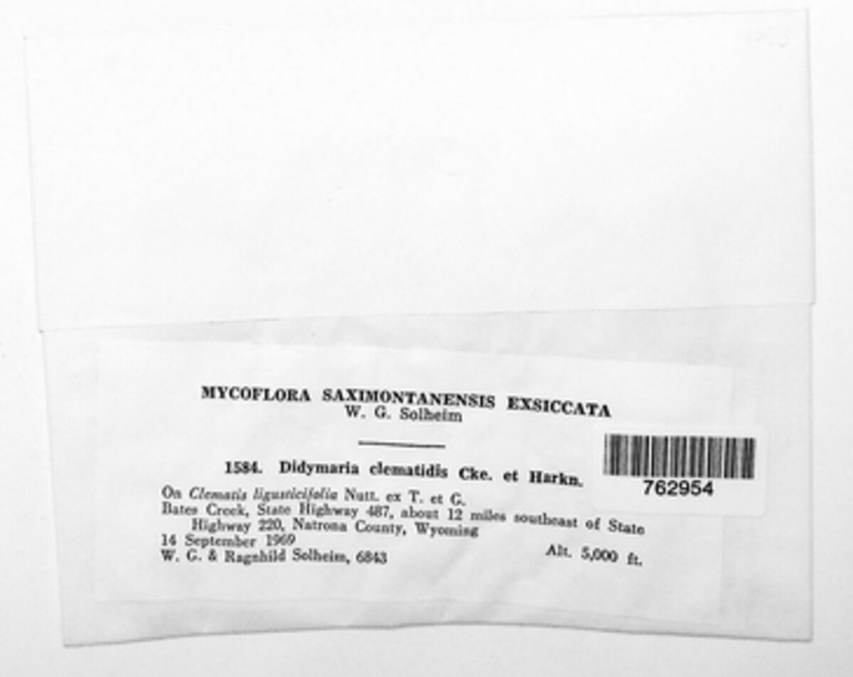 Marssonina clematidicola image